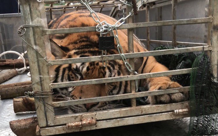 Quảng Trị: Tài xế tông cửa bỏ chạy khi bị phát hiện, trên xe chở con hổ nặng 200 kg