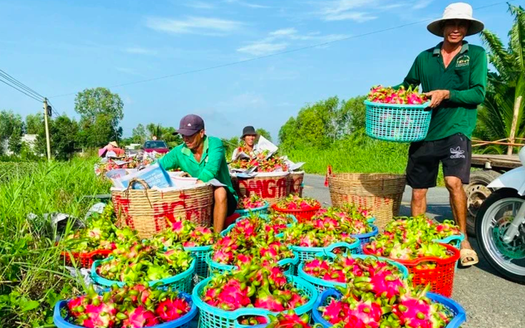 Mỗi ngày có hàng nghìn tấn thanh long, xoài, mít xuất khẩu sang Trung Quốc