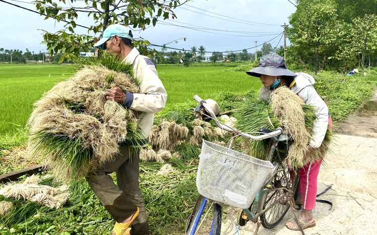 Quảng Ngãi: Thủ phủ kiệu vào vụ thu hoạch nhưng kém vui vì rớt giá