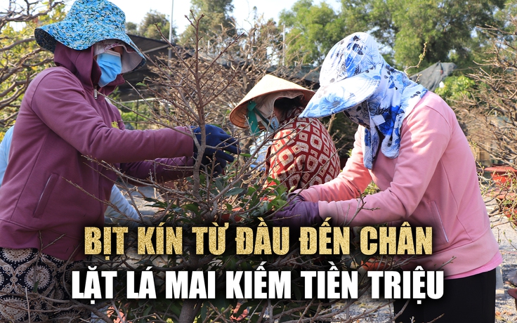 Nhọc nhằn 'đường đua' kiếm tiền lo tết: Bà nội trợ lặt lá mai thuê dưới nắng cháy người