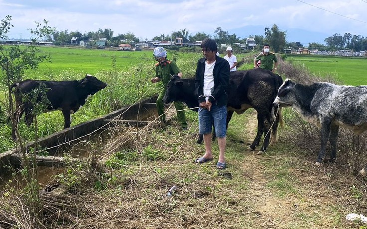 Thuê xe tải từ Đà Nẵng vào Quảng Nam để trộm bò