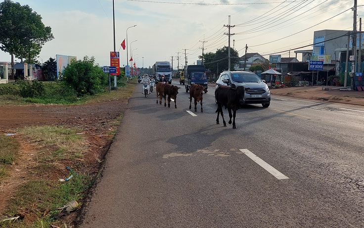 Bò thả rông trên đường