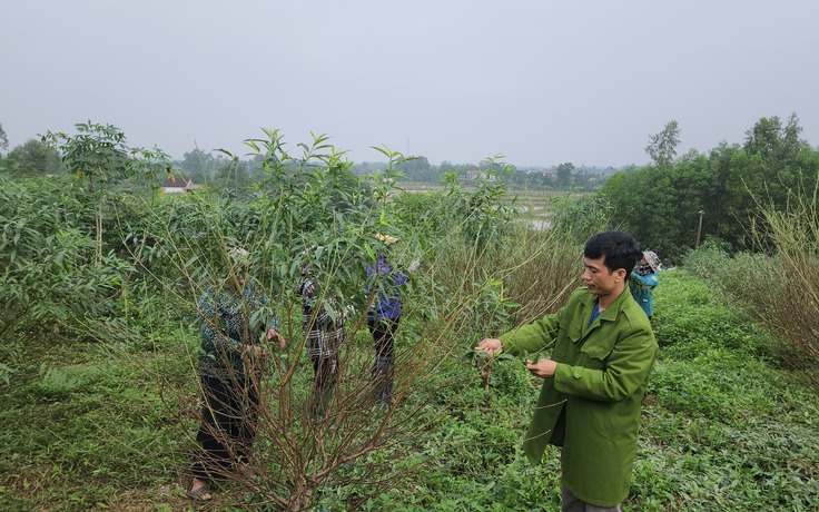 'Thủ phủ' đào phai vào vụ tuốt lá