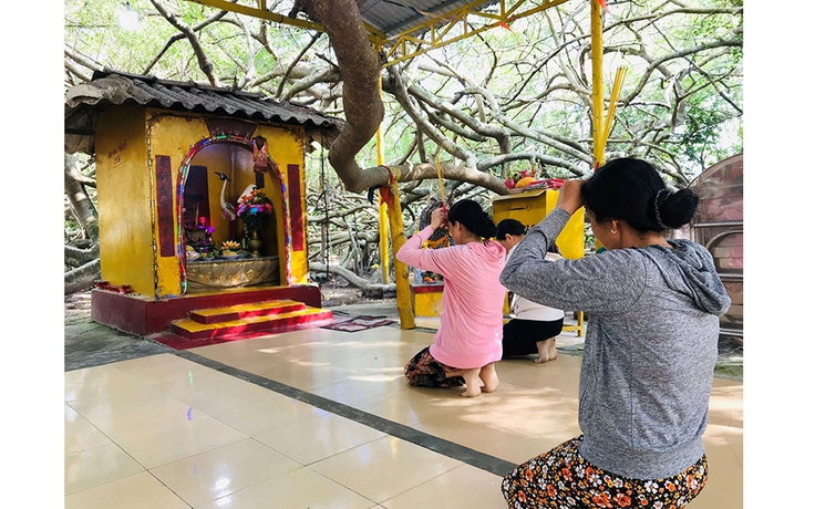 Độc đáo cây di sản Việt Nam: Giàn gừa 150 tuổi với những 'cánh tay' siêu dài