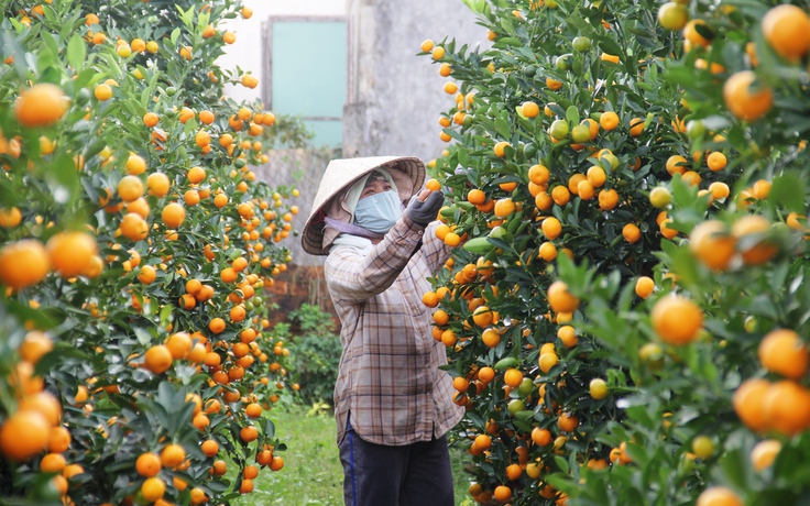 'Thủ phủ' quất cảnh miền Trung 'cháy hàng' tết, thương lái đặt mua từ lâu