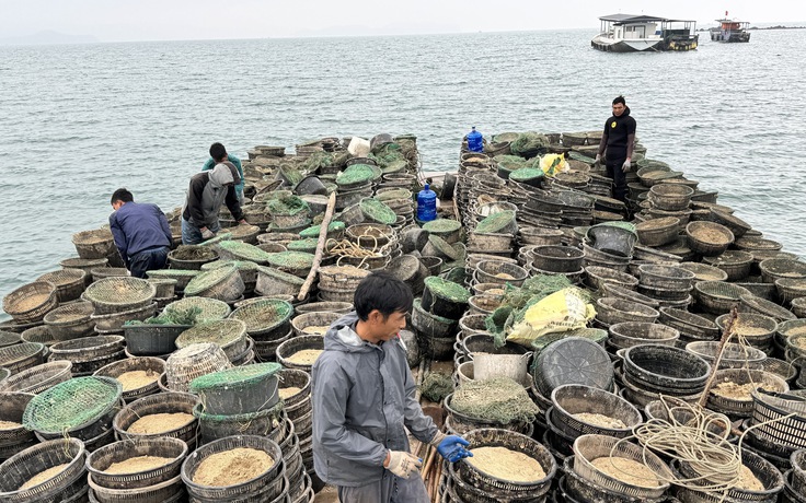 Tràn lan điểm nuôi thủy sản trái phép quanh các đảo ở vịnh Bái Tử Long