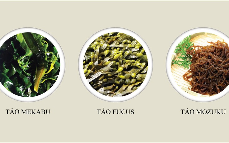 Fucoidan từ tảo nâu fucus hỗ trợ bảo vệ gan