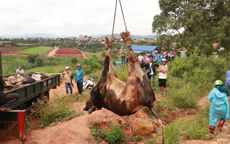 Đã có 120 nông hộ Lâm Đồng nhận bồi thường bò sữa chết từ Navetco