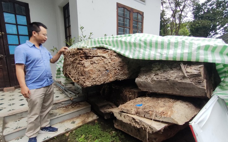 Vụ gỗ đào dưới ruộng bị công an tạm giữ: Bán đấu giá thành công với giá... 'bèo'