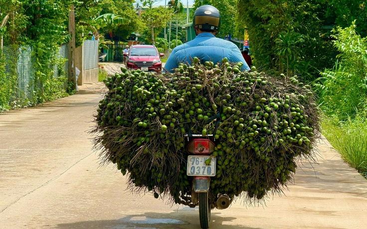 Giá cau lao dốc, người trồng cau tranh thủ bán kiếm lời