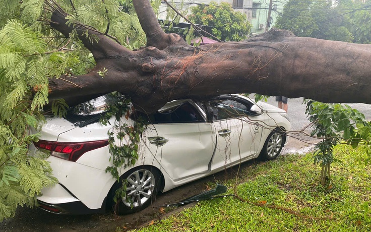 Cây phượng Trường tiểu học Nguyễn Thị Định bật gốc đè ô tô biến dạng