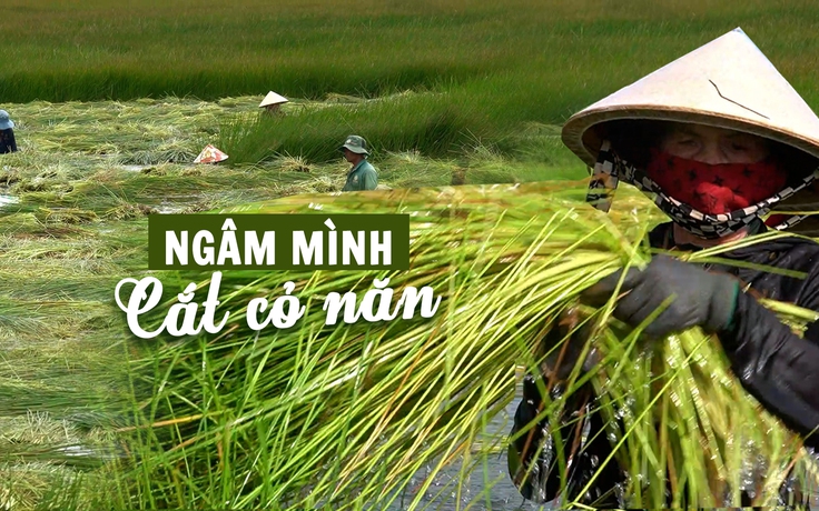 Có những thửa đất ngập cỏ dại, nông dân miền Tây quyết hùn tiền thuê lại: Vì sao?