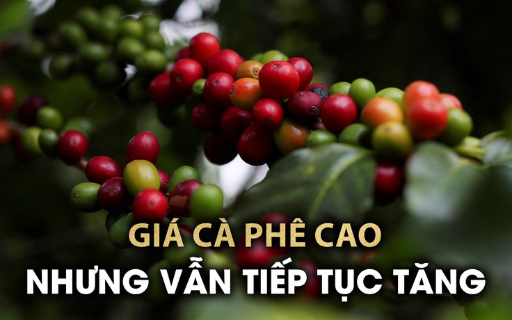 Nhiều nông dân thành "đại gia" vì giá cà phê rất cao nhưng vẫn tăng mạnh