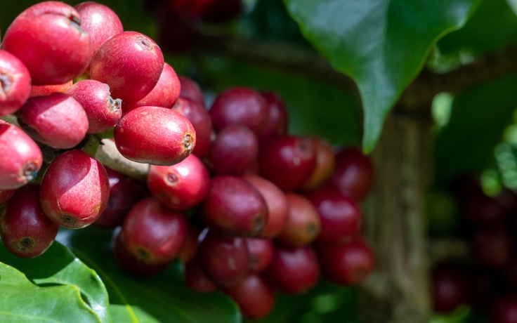 Giá cà phê arabica cao hơn robusta 2.000 USD/tấn, vì sao?