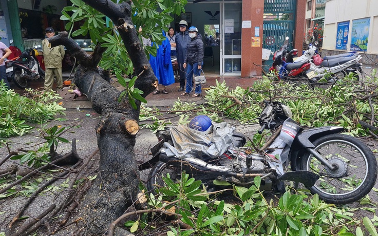 Cây hoa sữa lớn bật gốc ngã đè người đi đường