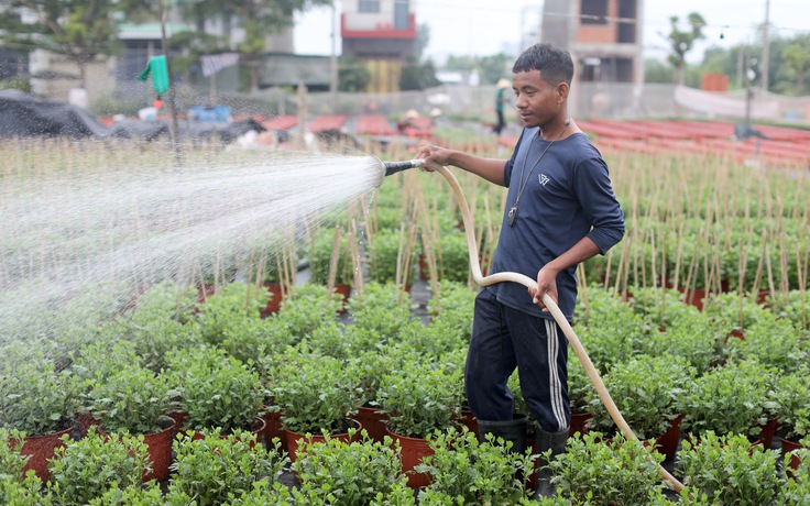 Làng hoa tết TP.HCM thấp thỏm: 'Gạo thịt có tăng giá người ta vẫn mua, còn hoa thì...'