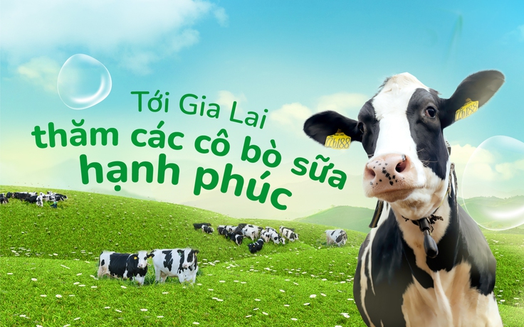 Tới Gia Lai thăm các cô bò sữa hạnh phúc