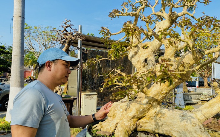 Dàn bonsai thế độc dáng lạ quy tụ, người xem mãn nhãn
