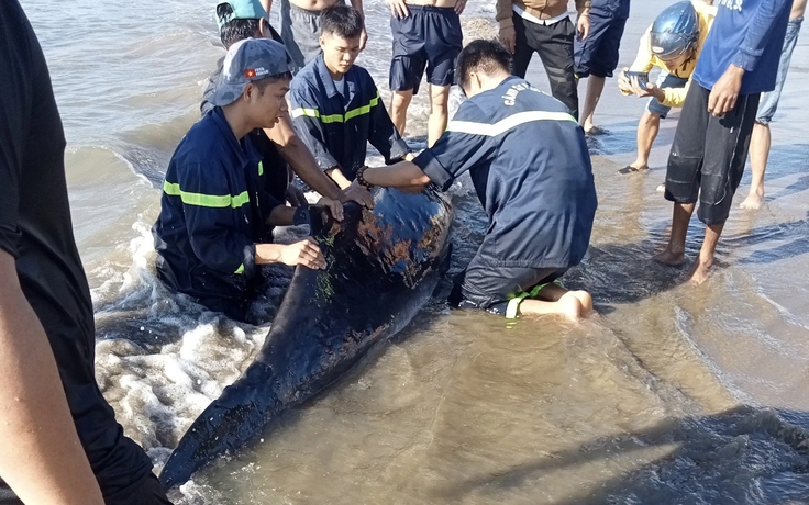 Cận cảnh giải cứu cá nhà táng mắc cạn tại bãi biển Quy Nhơn