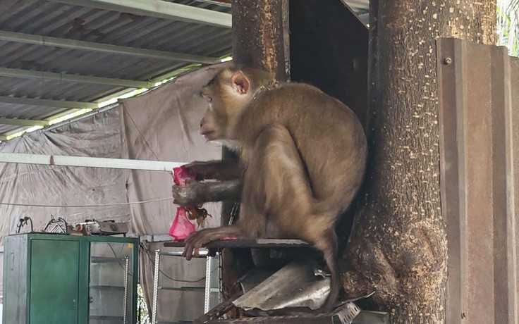 Chủ sạp trái cây bị con khỉ tấn công ngay ngày khai trương đầu năm