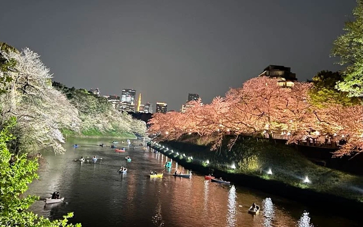 Khoảng 200.000 khách du lịch Việt Nam đến Nhật ngắm hoa anh đào