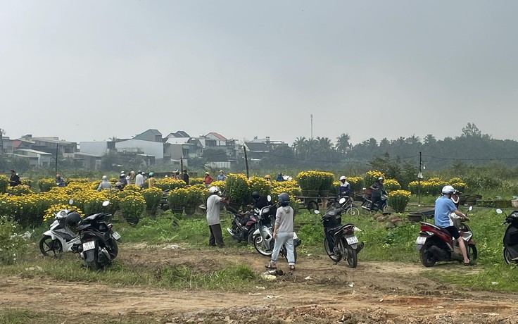 Bị ‘bom hàng’ hoa cúc sát tết, 3 nông dân cảm kích khi nhiều người cùng giải cứu