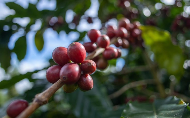 Giá cà phê tăng gần gấp đôi, xuất khẩu đạt kỷ lục 1,38 tỉ USD