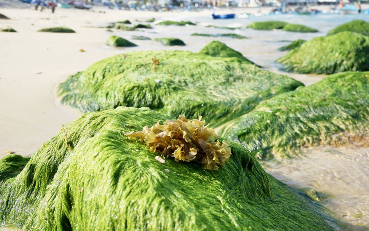Ngắm mùa rêu xanh tuyệt đẹp ở biển Quy Nhơn