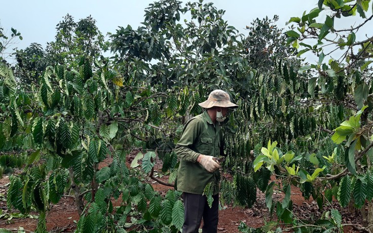 Hàng ngàn ha cây trồng ở Gia Lai có nguy cơ thiếu nước tưới