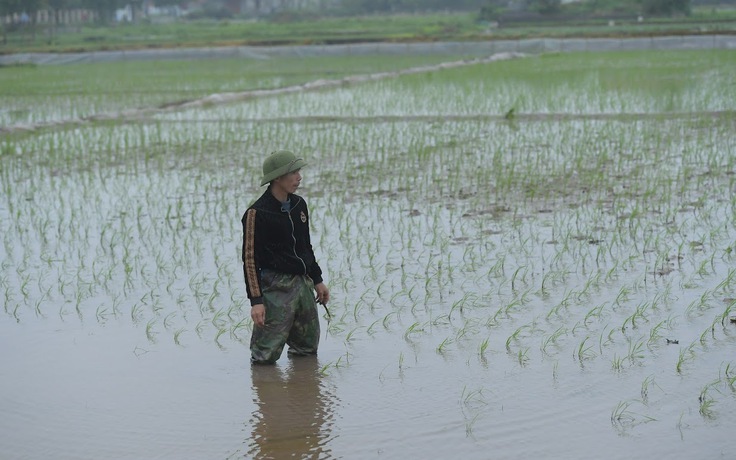 Người dân kêu cứu vì hơn 40 ha lúa chết hàng loạt