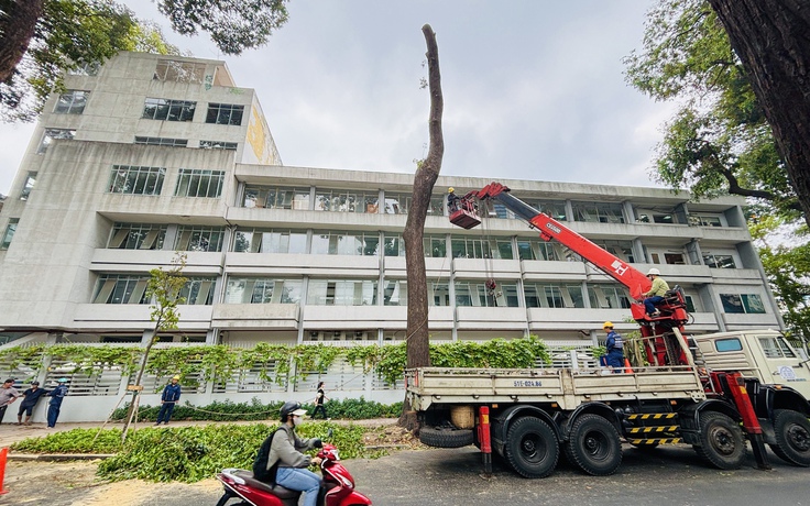 1 cây sao đen trồng từ thời Pháp ở đường Nguyễn Đình Chiểu bị đốn hạ, vì sao?