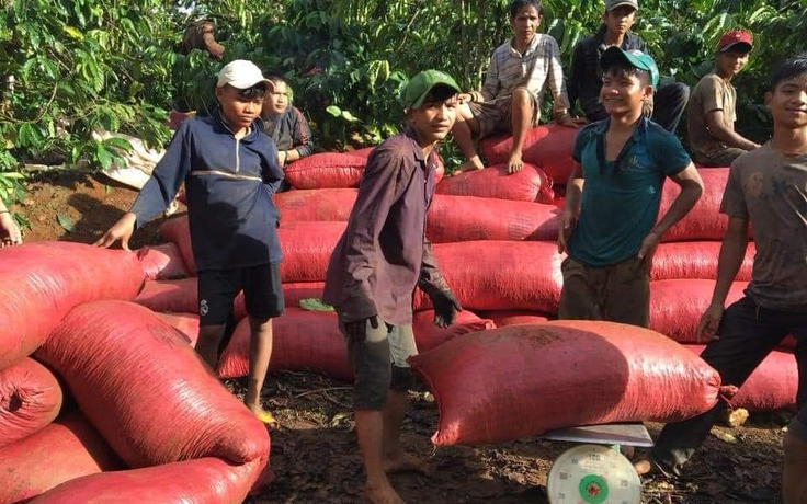 Giá cà phê tăng thẳng đứng