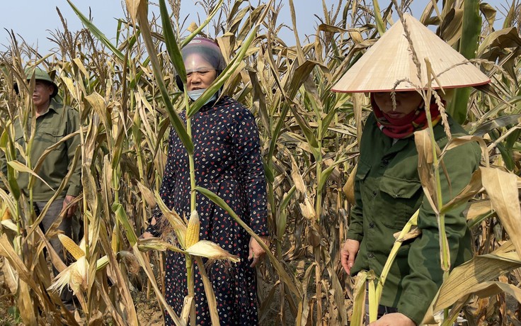 Quảng Bình: Mới đầu mùa nắng, nơi thiếu nước sinh hoạt, nơi thiệt hại cây trồng