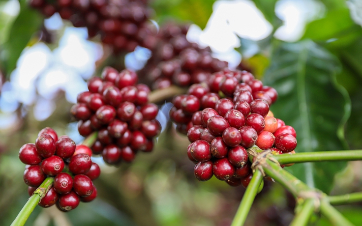 Giá cà phê robusta sắp cán mốc 4.000 USD/tấn