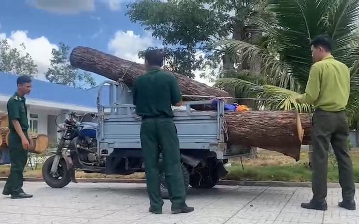 Khai thác gỗ trái phép trong Khu bảo tồn thiên nhiên Bình Châu - Phước Bửu