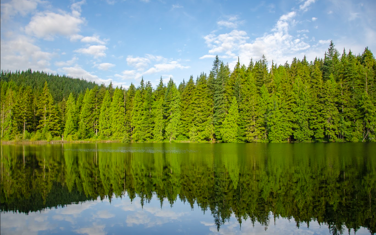 Ưu điểm về nguồn gốc và chất lượng giúp gỗ mềm Canada được ưa chuộng tại VN