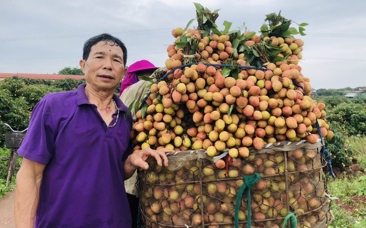 6 thương nhân Trung Quốc đến Bắc Giang mua vải, giá tăng từng ngày