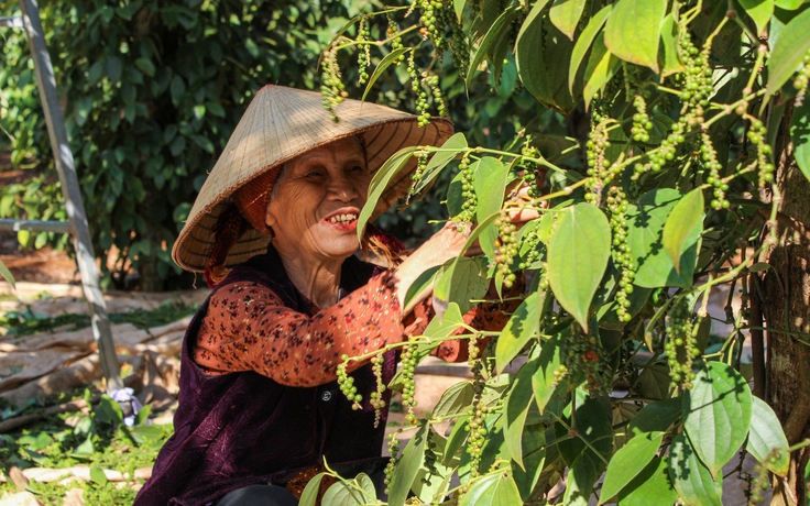 Giá tiêu ‘đua’ với giá cà phê