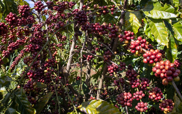 Cà phê tăng liên tiếp nhưng nông dân không còn hàng để bán
