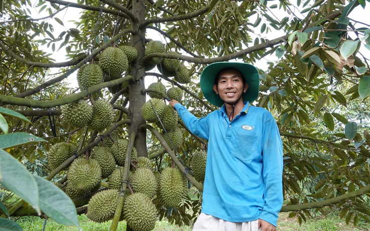 Thạc sĩ trẻ về quê trồng sầu riêng, thu lãi tiền tỉ mỗi năm