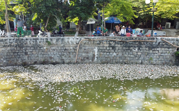 Kết luận vụ cá chết hàng loạt tại hồ Bàu Sen ở Quy Nhơn