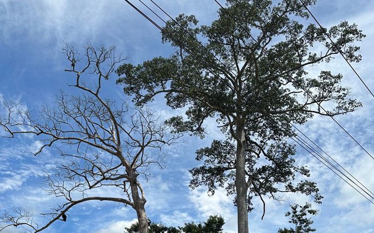 Thực hư việc một huyện cần 400 triệu đồng để xử lý cây di sản đã chết