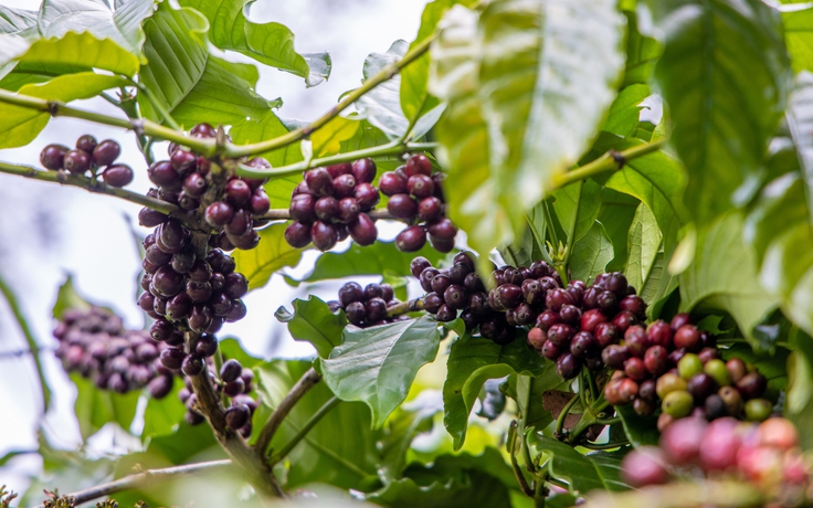 Giá cà phê tăng liên tiếp 3 tuần, Việt Nam xuất khẩu giảm