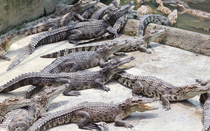 Gia cầm, cá sấu tìm đường vào thị trường Trung Quốc