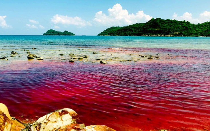 Kiên Giang: 'Thủy triều đỏ' xuất hiện tại đảo Thổ Châu
