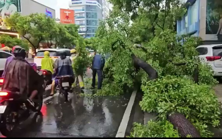 TP:HCM: Mưa lớn khiến cây xanh ngã đổ, thiệt hại tài sản người dân