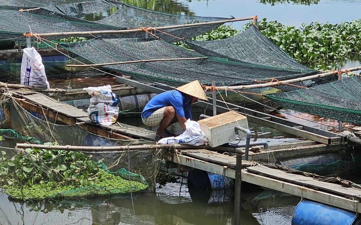 Cá nuôi chết bất thường ở Quảng Nam: Do chất bẩn phân hủy, phát sinh khí độc