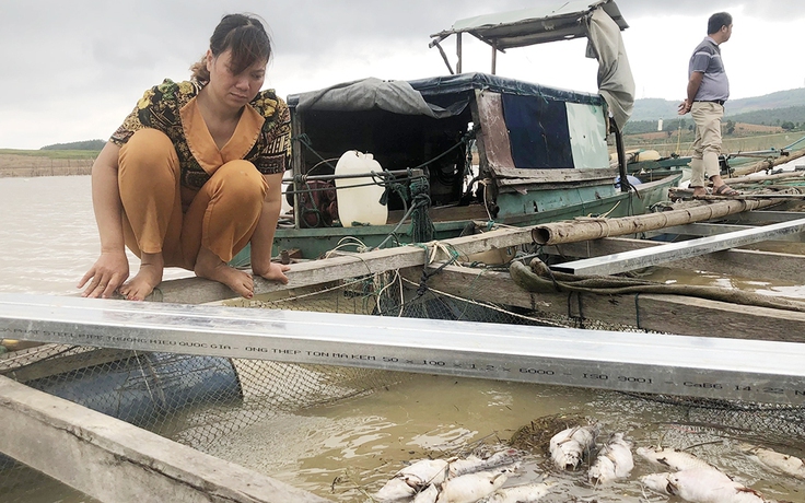 Xác định nguyên nhân cá chết hàng loạt ở lòng hồ thủy điện Ya Ly