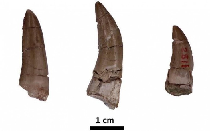 Phát hiện răng khủng long hóa thạch cực hiếm ở Đông Nam Á