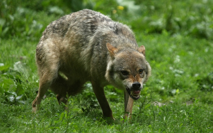 Một phụ nữ bị 3 con sói ở sở thú Pháp tấn công